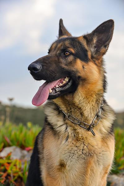 artgerechtes Hundefutter
