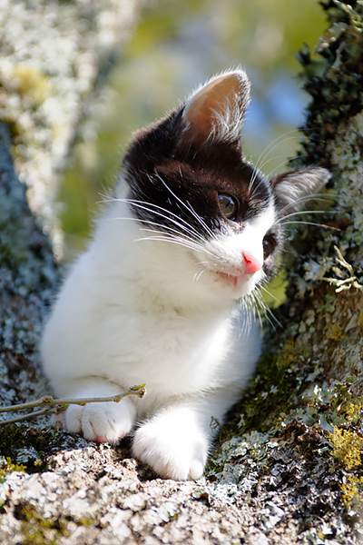 Reico Katzenfutter