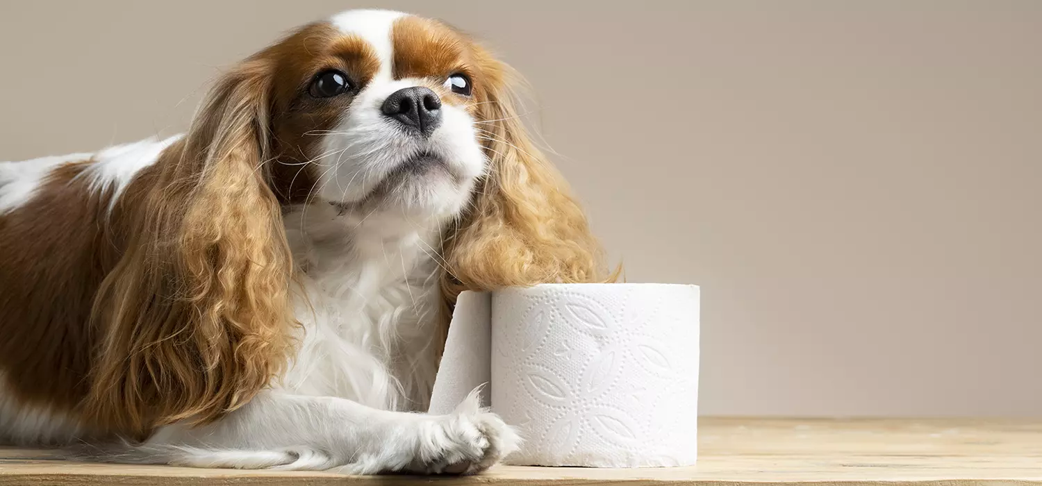Durchfall beim Hund