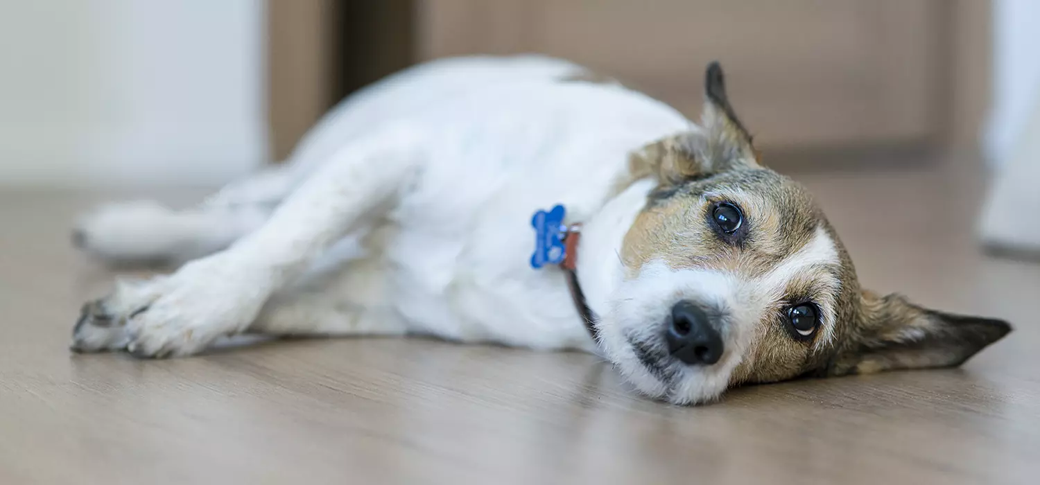 Giardien beim Hund