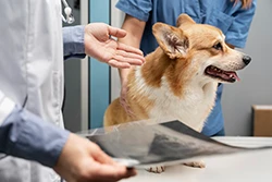 Hüftgelenksdysplasie beim Hund